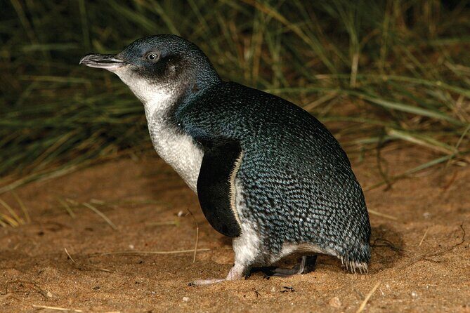 Phillip Island Direct Tour Penguin Parade and Coastal Views - FAQs