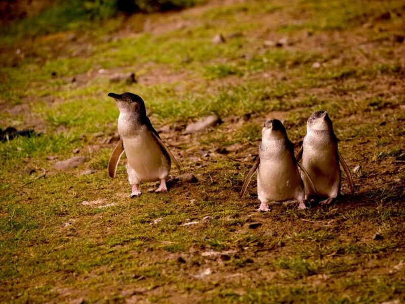 Phillip Island: Golden Hour Penguin Express Tour - What the Reviews Say