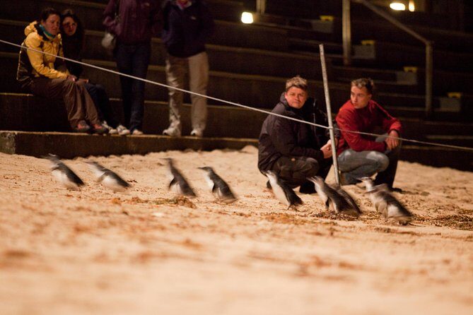 Phillip Island Medium Size Group Tour - Practical Tips for Tour Participants