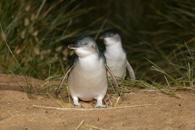 Phillip Island Penguin and Koala Highlights Day-Trip from Melbourne - FAQ