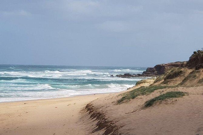 Phillip Island Penguin and wildlife Tour - Starting Off: Comfortable and Convenient Transportation