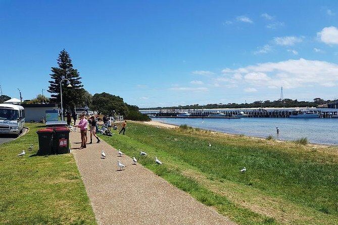 Phillip Island Penguin and wildlife Tour - The Pinnacle: The Penguin Parade