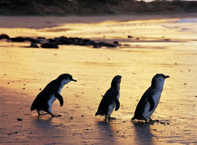 Phillip Island Penguin Direct Sunset Tour - The Value of the Experience