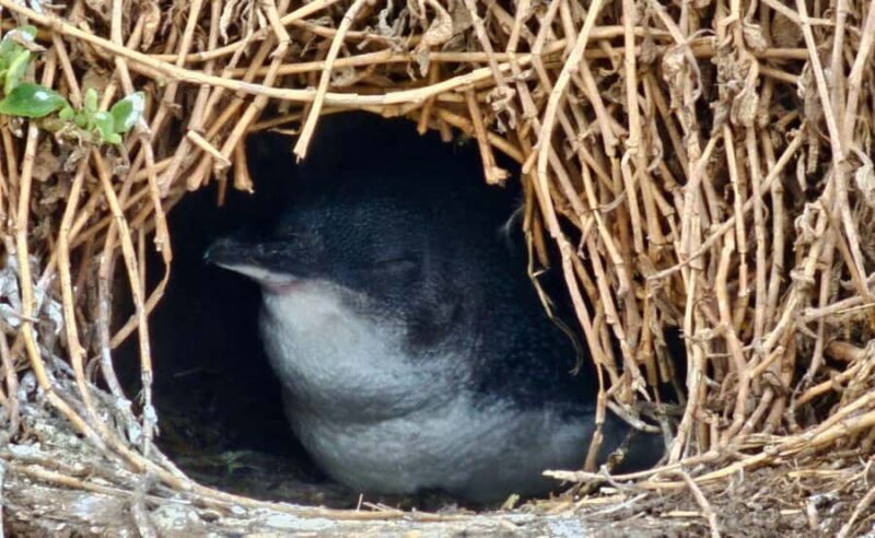 Phillip Island Penguin Parade Afternoon Tour from Melbourne - The Value of Guided Tours