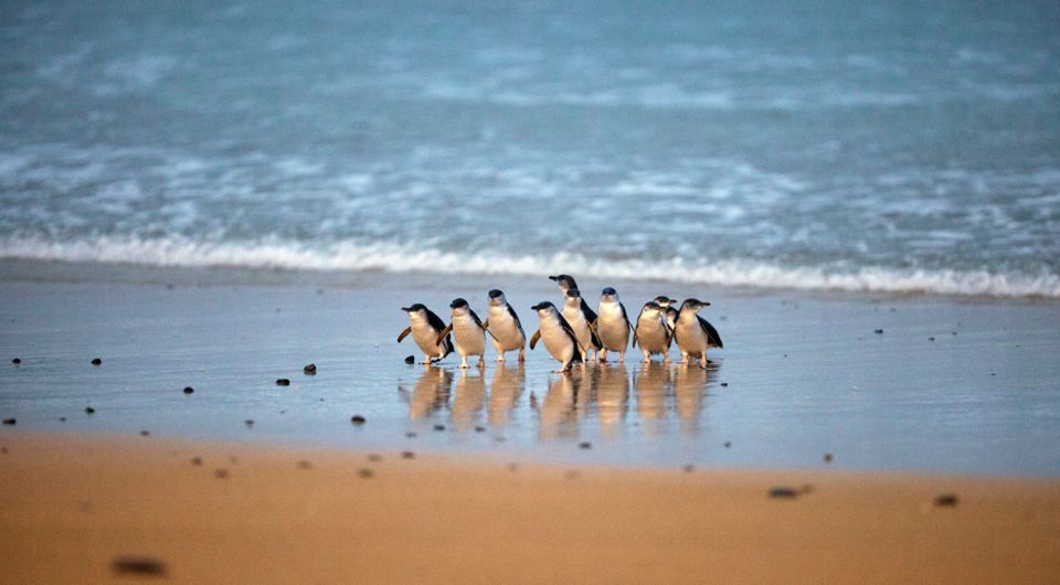Phillip Island: Penguin Parade and Multi Attraction Pass - Experience Highlights and Description