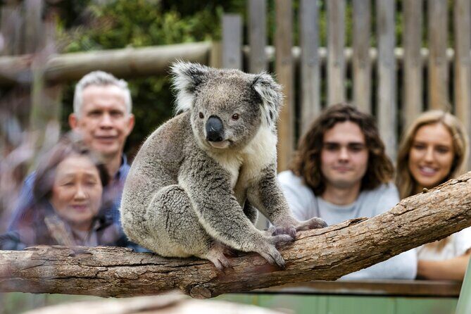 Phillip Island Penguin Parade, Wildlife and Beach Boxes Bus Tour - A Full Breakdown of the Tour Experience