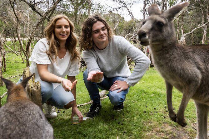 Phillip Island Penguin Parade, Wildlife and Beach Boxes Bus Tour - FAQs