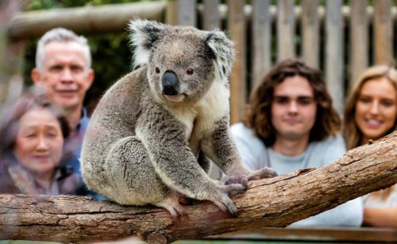 Phillip Island Penguin Parade with Expert Local Guide - The Full Breakdown of the Tour Experience