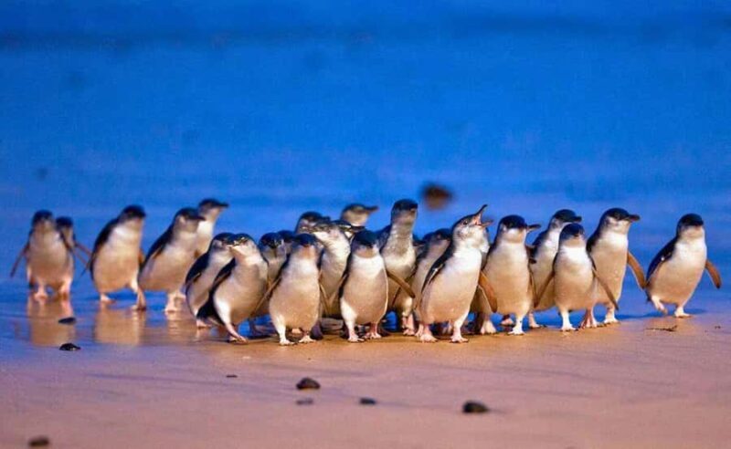 Phillip Island Penguin Parade with Expert Local Guide - FAQs