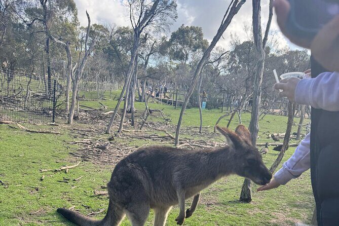 Phillip Island Penguins and Moonlit Sanctuary Private Day Tour - What Travelers Say