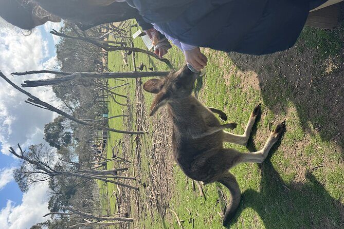 Phillip Island Penguins and Moonlit Sanctuary Private Day Tour - Analyzing the Value