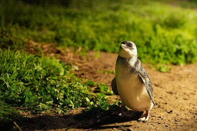 Phillip Island Penguins and Moonlit Sanctuary Private Day Tour - Who Is This Tour Best For?