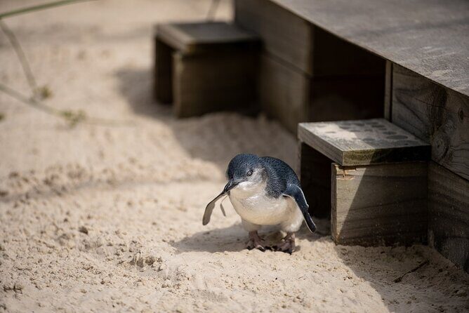 Phillip Island Penguins and Moonlit Sanctuary Private Day Tour - Summary: Is It Worth It?