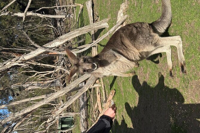 Phillip Island Penguins and Moonlit Sanctuary Private Day Tour - Frequently Asked Questions