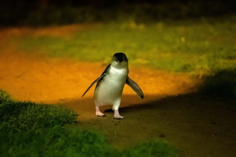 Phillip Island: Penguins and Wildlife Full-Day Tour - How the Tour Works: A Full Breakdown