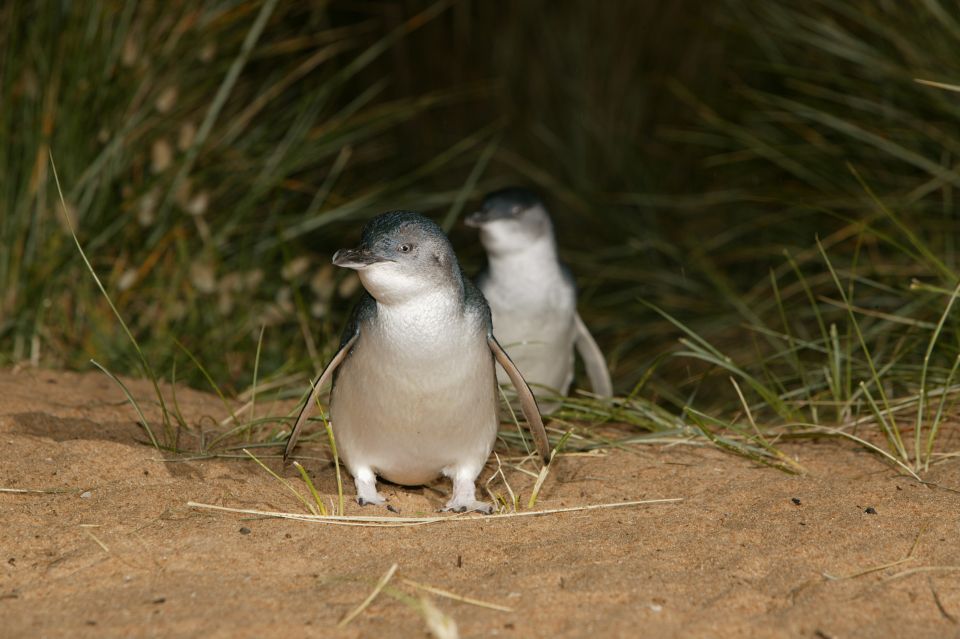 Phillip Island: Penguins and Wildlife Full-Day Tour - Customer Reviews