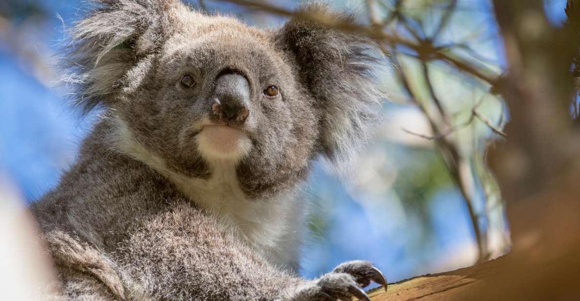 Phillip Island: Penguins and Wildlife Full-Day Tour - Recap