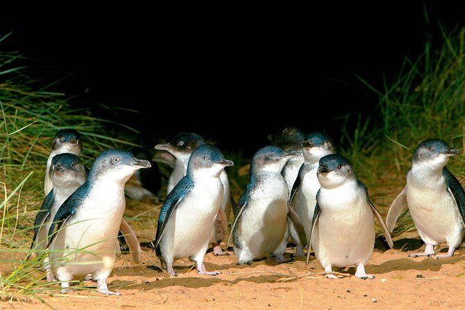 Phillip Island Penguins Private Adventure - Key Points  