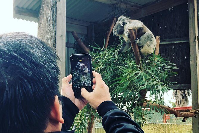 Phillip Island Penguins Private Adventure - Final Thoughts: Is It for You?