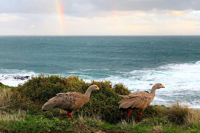 Phillip Island Penguins Private Adventure - Final Words