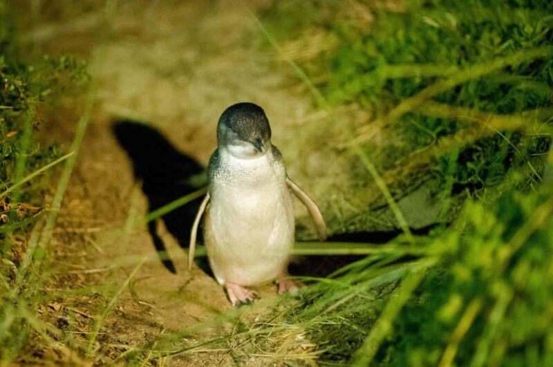 Phillip Island: Private Guided Tour with Penguin Parade - FAQs