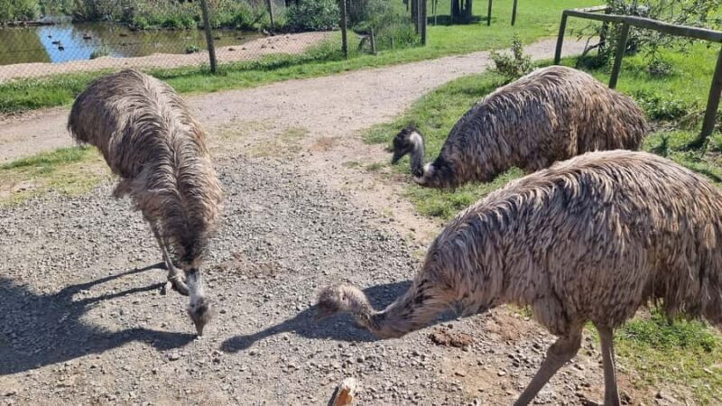 Phillip Island: Private Tour with Penguin Parade - Key Points