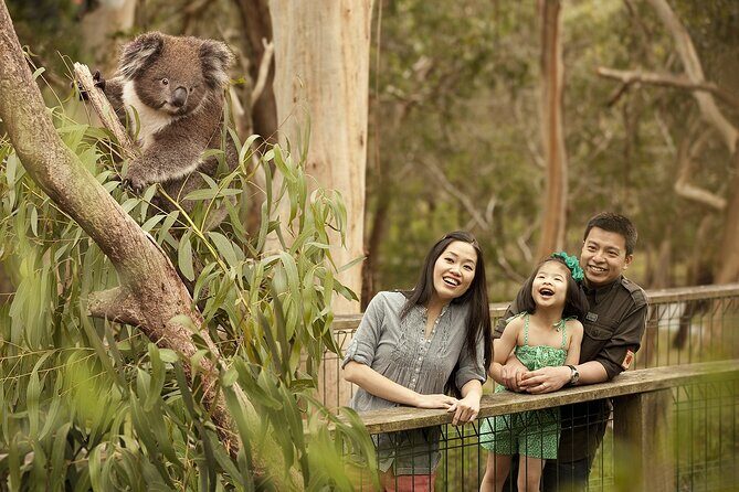Phillip Island Tour - Koala's, Wallabies & Little Penguins. - What You Can Expect from the Phillip Island Tour