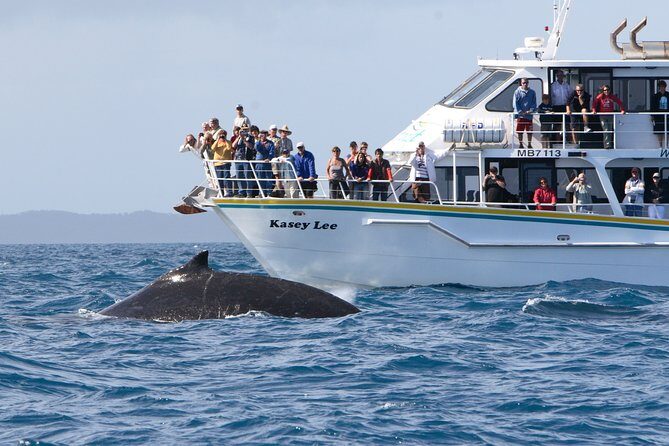 Phillip Island Whale Watching Tour - An In-Depth Look at the Phillip Island Whale Watching Tour