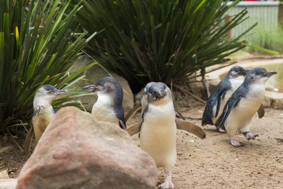 Phillip Island Wildlife & Brighton Beach Boxes Private Tour - Important Information