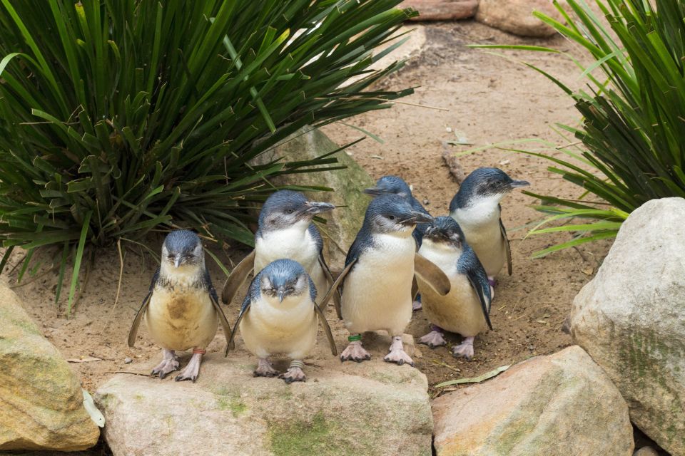 Phillip Island Wildlife & Brighton Beach Boxes Private Tour - Traveler Feedback