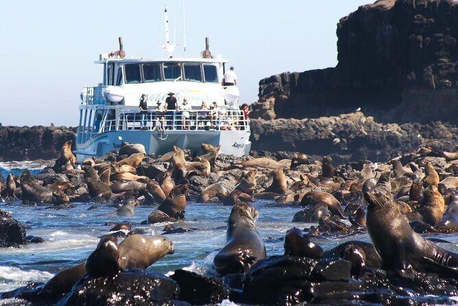 Phillip Island Wildlife Cruise and Penguin Tour from Melbourne - An In-Depth Look at the Itinerary
