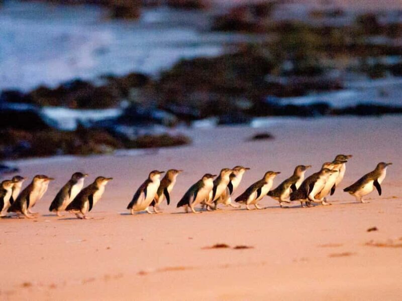 Phillip Island: Wine, Wildlife & Penguins with Gourmet Feast - Authentic Experiences and Highlights