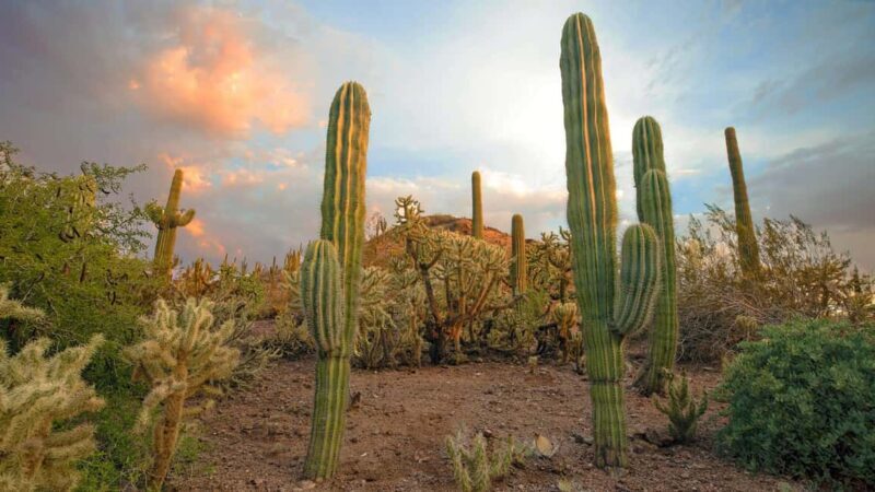 Phoenix & Scottsdale: Full Day City Highlights Tour - Exploring Phoenix & Scottsdale: A Full-Day City Highlights Tour