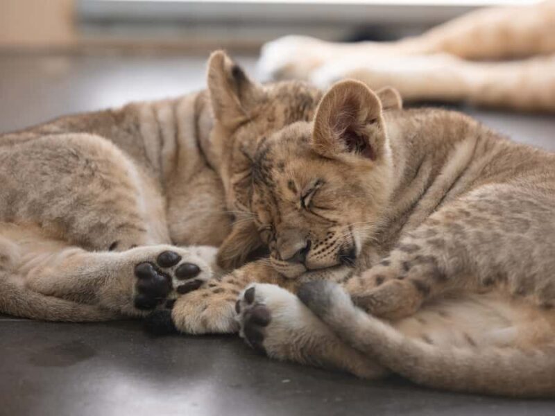 Phoenix Zoo Admission Ticket - What to Expect During Your Visit