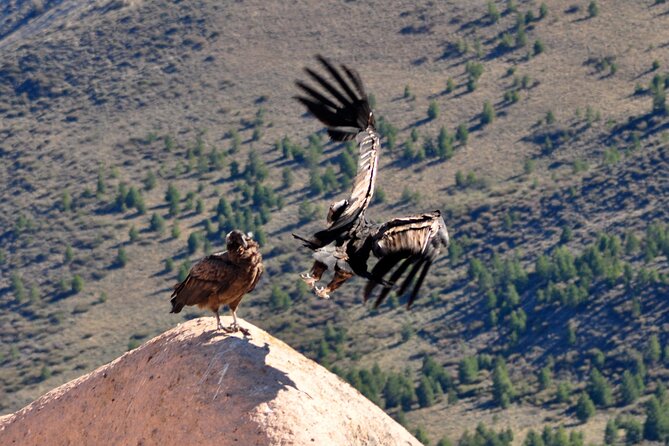 Photo Discovering Condors & Birdwatching - Full Day Tour in Private Service - Inclusions and Exclusions