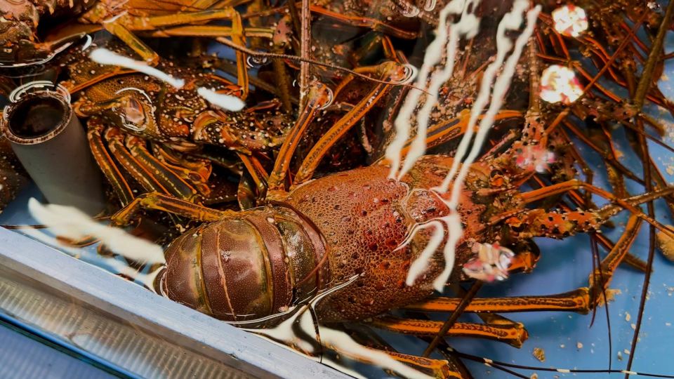 Photogenic Barbecue in Naha - Guided Exploration of Naha