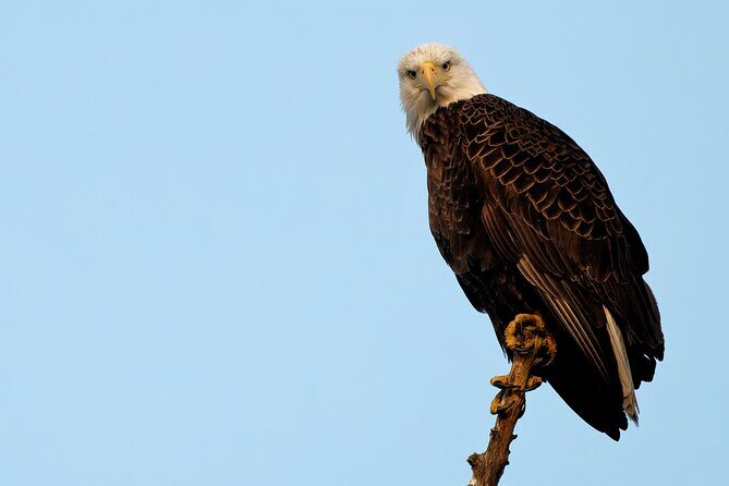 Photograph low country wildlife with a professional photographer - A Closer Look at the Experience