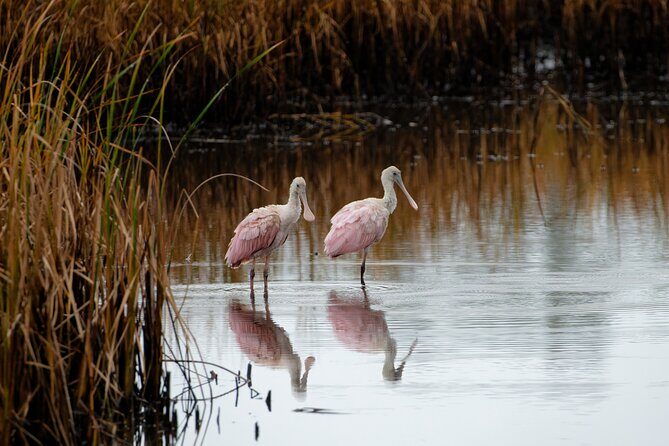 Photograph low country wildlife with a professional photographer - The Sum Up