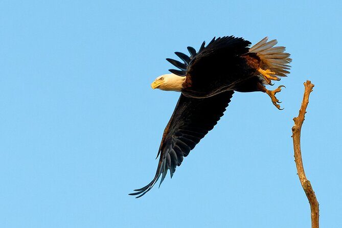 Photograph low country wildlife with a professional photographer - FAQ