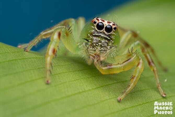 Photography and Nature in Cairns Botanic Gardens Let's Go Buggin - FAQ