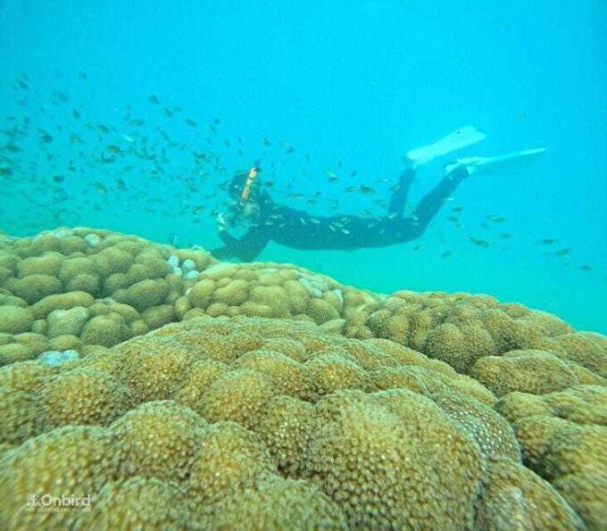 Phu Quoc: Speed Boat Tour 4 Islands - 2 Reefs Snorkeling - Frequently Asked Questions