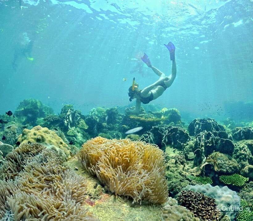 Phu Quoc Speedboat Pro Snorkeling: 4 Islands-2 Reefs & Meal - Transportation and Fees
