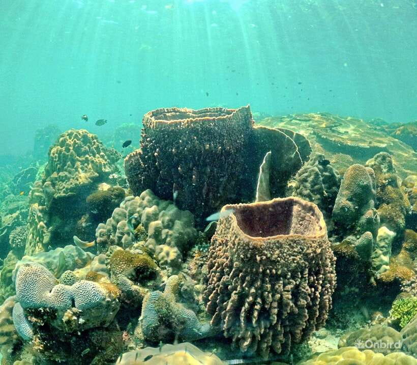 Phu Quoc Speedboat Pro Snorkeling: 4 Islands-2 Reefs & Meal - What to Expect During the Tour