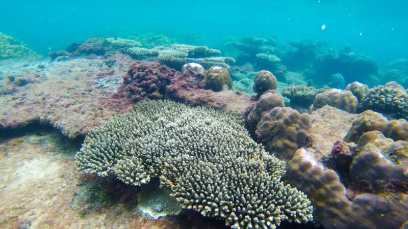 Phu Quoc Trip 3: 3 Islands Full-Day Snorkeling Tour - Exploring Coral Gardens at Gam Ghi
