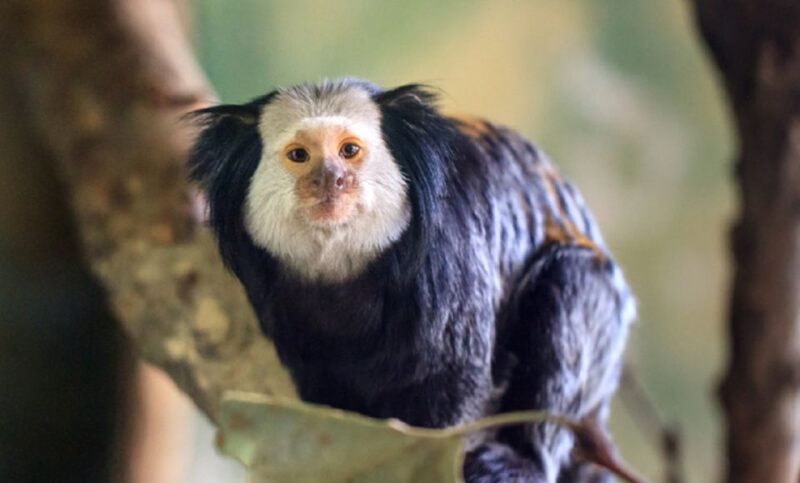 Phu Quoc: Vinpearl Safari Park Entry Ticket - Essential Visitor Information