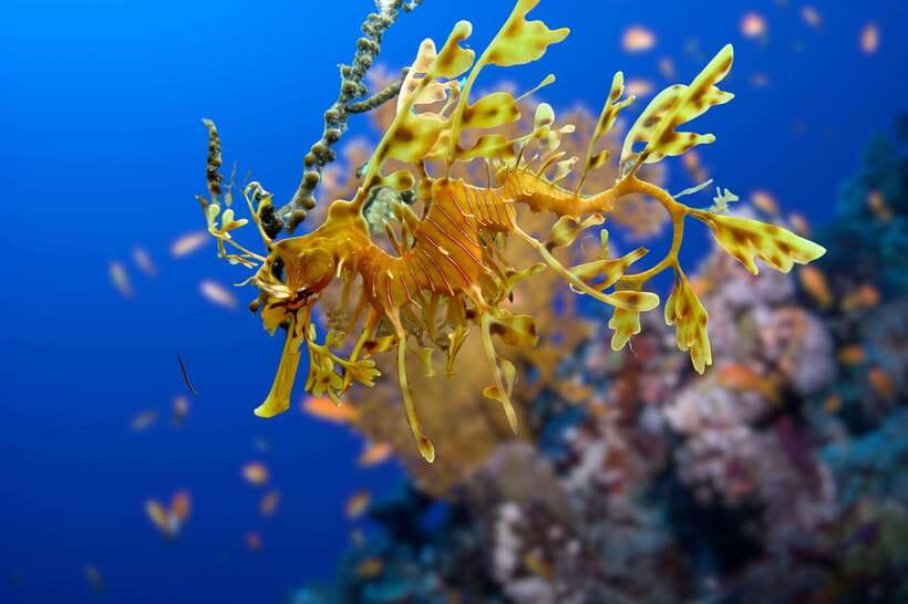 Phuket: 2 Dives for Non-Certified Beginners in Racha Yai - Tour Overview and Pricing
