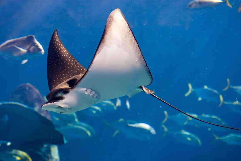 Phuket: 2 Dives for Non-Certified Beginners in Racha Yai - Inclusions and Equipment