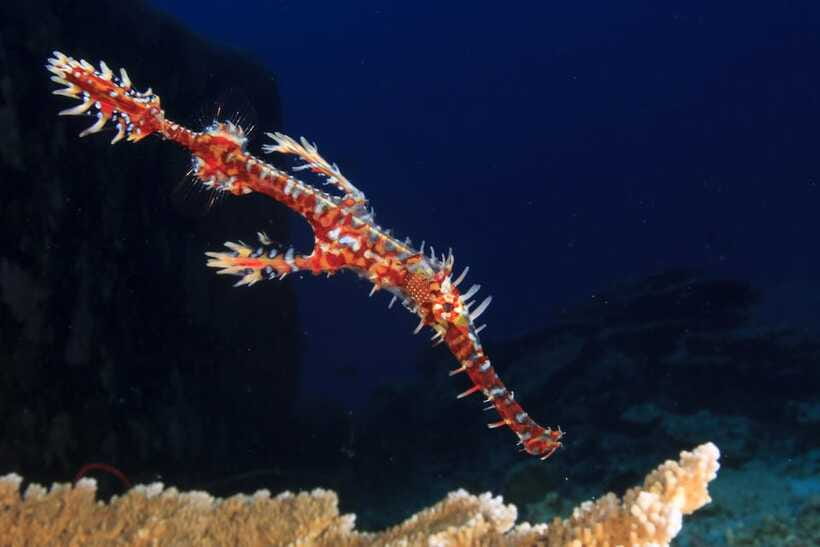 Phuket: 2 Dives for Non-Certified Beginners in Racha Yai - Instructor Qualifications