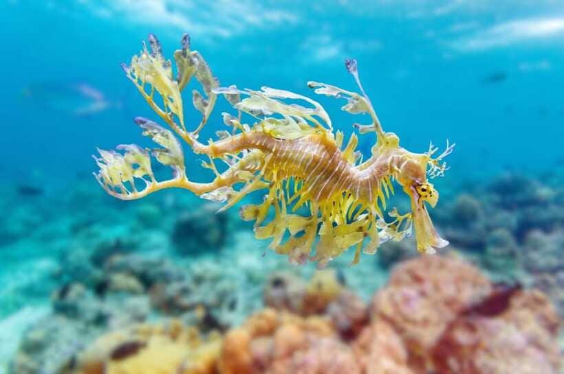 Phuket: 2 Dives for Non-Certified Beginners in Racha Yai - Customer Feedback and Additional Details