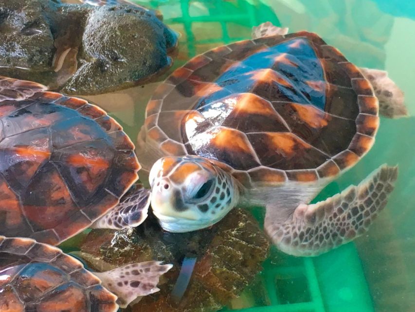 Phuket: Bamboo Rafting, Monkey Cave, and ATV Option - ATV and Sea Turtle Conservation